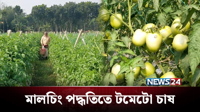 মালচিং পদ্ধতিতে টমেটো উৎপাদনে সফল কৃষকরা | Tomato Cultivation | NEWS24