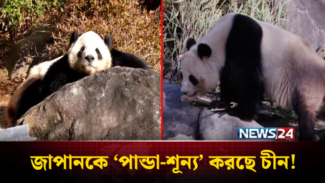 কূটনৈতিক উত্তেজনার মধ্যে জাপানকে ‘পান্ডা-শূন্য’ করছে চীন? | NEWS24