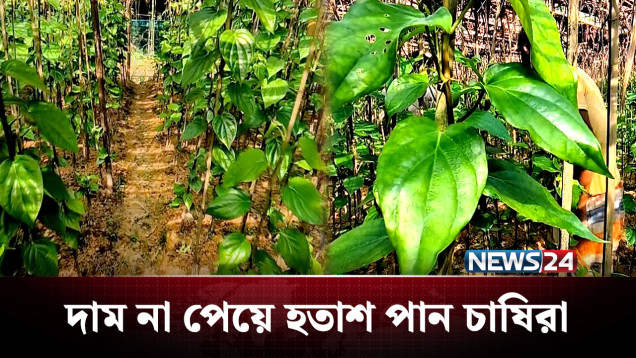 ভালো ফলনেও দাম না পাওয়ায় চাষিদের মাথায় হাত | Agriculture | News24