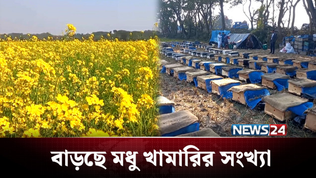 মধু উৎপাদন করে ভাগ্যের চাকা ঘুরেছে খামারীদের | NEWS24