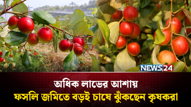 অন্যান্য ফসলের পরিবর্তে বড়ই বা কুল চাষে ঝুঁকছেন পিরোজপুরের কৃষক | NEWS24