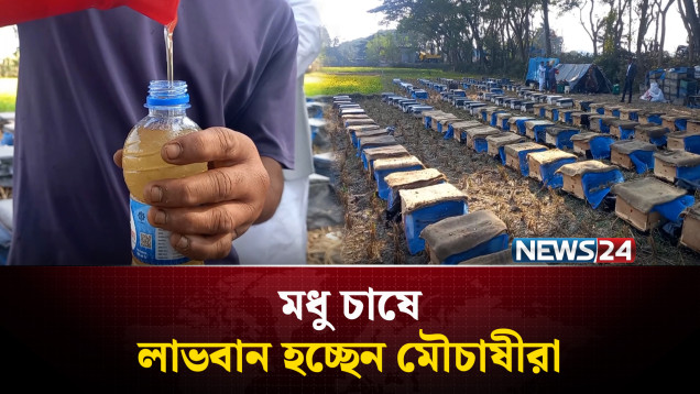 যশোরে সরিষা ফুলের মধু উৎপাদন করে ভাগ্যের চাকা ঘুরেছে খামারীদের | NEWS24