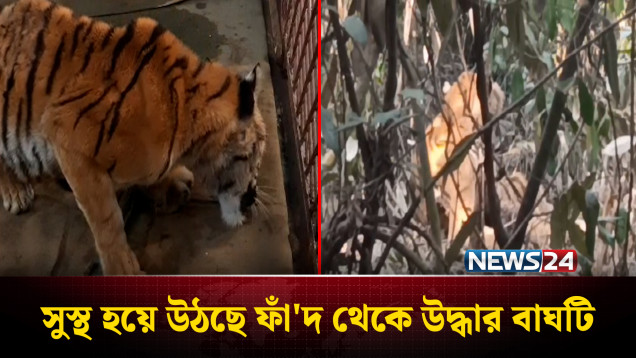 সুস্থ হয়ে উঠছে হরিণ ধ'রার ফাঁ'দ থেকে উদ্ধার বাঘটি | Tiger | NEWS24