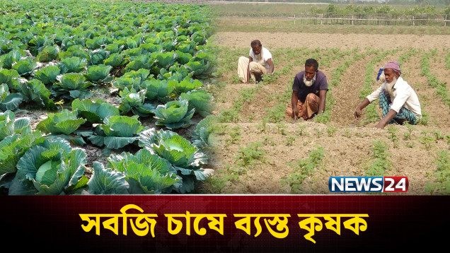 বগুড়ায় শীতকালীন সবজি পরিচর্যায় ব্যস্ত কৃষক | Bogura | News24