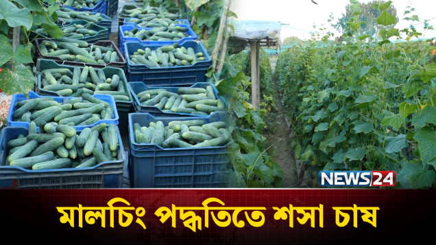রাজবাড়ীর বালিয়াকান্দিতে ইউটিউব দেখে শসা চাষে সফল কৃষক | News24