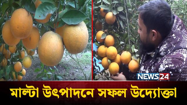 দিনাজপুরে দেশি মাল্টা উৎপাদন করে সফল উদ্যোক্তা | Dinajpur | News24