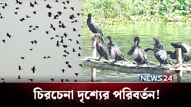 এখন আর দেখা যায় না অতিথি পাখির ডানা ঝাপটানো রূপ | Winter Bird | NEWS24