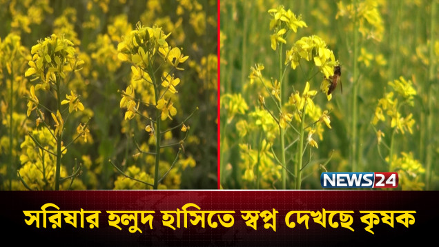নারায়ণগঞ্জে সরিষার হলুদ হাসিতে স্বপ্ন দেখছে কৃষক | News24