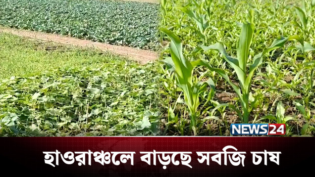 সুনামগঞ্জের হাওরাঞ্চলে বাড়ছে সবজি চাষ | Vegetable | NEWS24