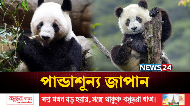 ইতিহাসে প্রথমবারের মতো পান্ডাশূন্য হলো জাপান | Japan | Panda | NEWS24