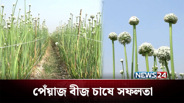 প্রতারিত হয়ে পেঁয়াজ বীজের চাষে সফলতা | Onion | News24