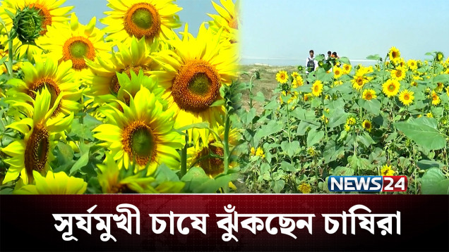 বেশি লাভ হওয়ায় সূর্যমুখী চাষে ঝুঁকছেন চাষিরা | Sunflower | NEWS24