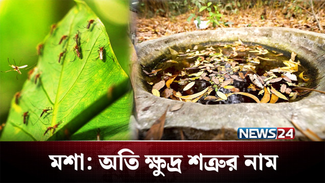 আকারে ছোট হলেও একটা কামড় বয়ে আনতে পারে বড় বিপদ! | Mosquito | NEWS24
