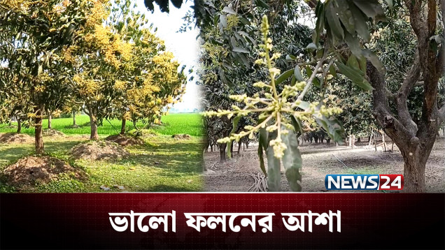 গাছে গাছে শোভা পাচ্ছে আমের মুকুল | Mango | NEWS24