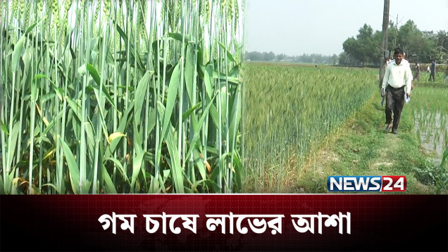 চলতি মৌসুমে টাঙ্গাইলে রেকর্ড পরিমাণ জমিতে গমের চাষ | Wheat | NEWS24