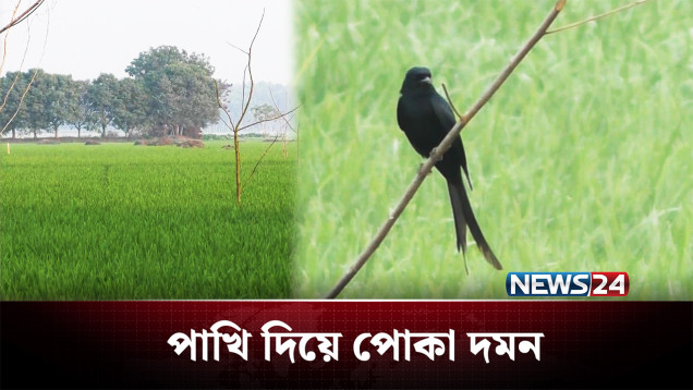 পাখি দিয়ে পোকা দমন, কমছে কীটনাশকের ব্যবহার | Agriculture | NEWS24