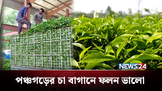 সবুজে ভরে উঠেছে উত্তরের সমতল অঞ্চলের ক্ষুদ্র চা বাগান | Tea Industry | News24