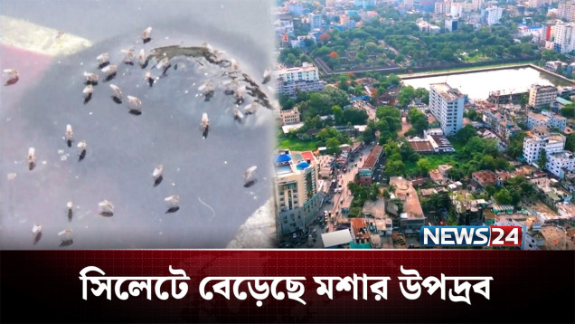 মশার যন্ত্রণায় অতিষ্ট, কয়েল জ্বালিয়েও মিলছে না রেহাই | Sylhet | NEWS24