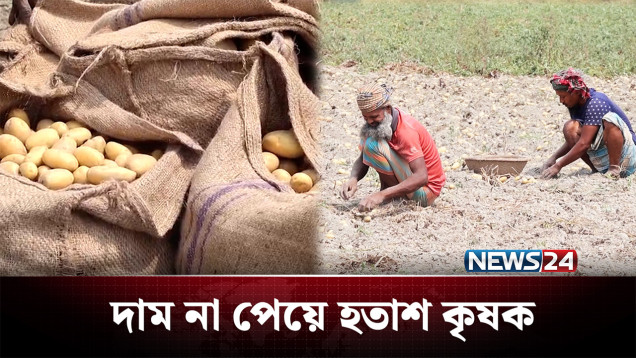 ভালো ফলনেও আলুর ন্যায্য দাম পাচ্ছে না কৃষকরা | Potato | News24