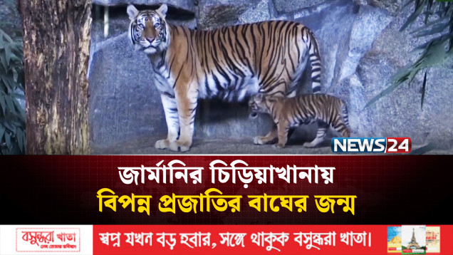 জার্মানির চিড়িয়াখানায় বিপন্ন প্রজাতির বাঘের জন্ম | Berlin Zoo Tiger Cub | News24