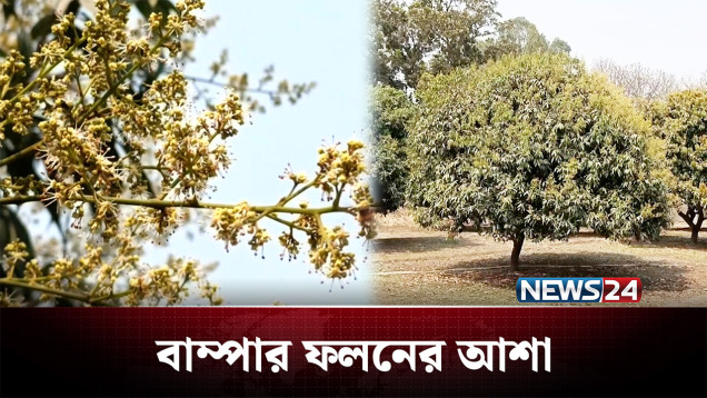 মুকুলে ছেয়ে গেছে লিচু বাগান; বাম্পার ফলনের আশা | Dinajpur | News24