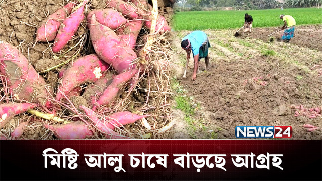 মিষ্টি আলু চাষে ভাগ্য বদলেছে কৃষকদের! | Potato | News24