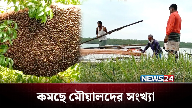 বনদস্যু আতঙ্কে সুন্দরবনে কমছে মৌয়ালদের সংখ্যা | Sundarban | NEWS24