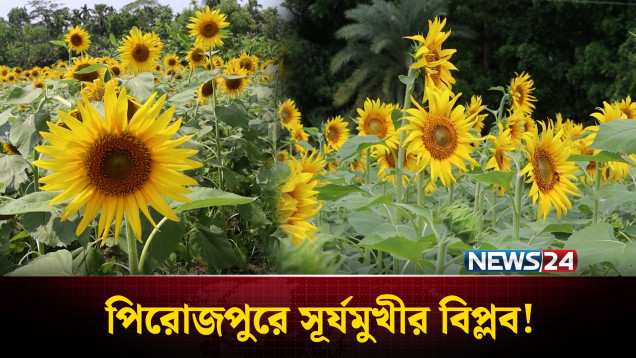 পিরোজপুরে সূর্যমুখী চাষে সাফল্য | Pirojpur | Sunflower | NEWS24