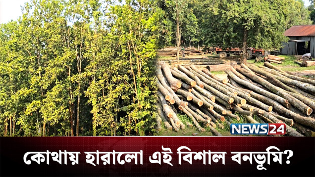 উজাড় প্রায় অর্ধেক বন, বাড়ছে করাতকলও! | Forest | NEWS24