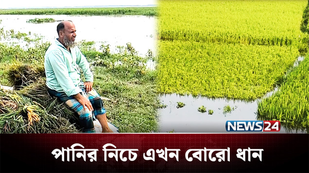 ভারি বৃষ্টি ও পাহাড়ি ঢলে তলিয়েছে হাওরের ধান | Agriculture | NEWS24