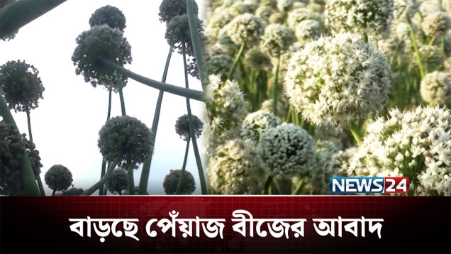 প্রতিমন পেঁয়াজ বীজ প্রকার ভেদে দুই থেকে আড়াই লাখ টাকায় বিক্রি | Onion | News24