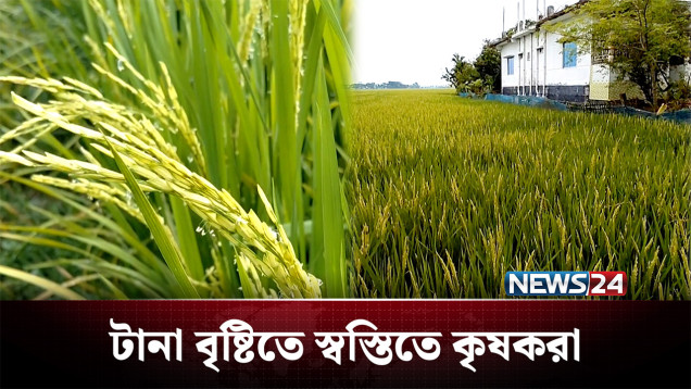 টানা বৃষ্টিতে স্বস্তিতে কৃষকরা, ভালো ফলনের আশা | Paddy | News24