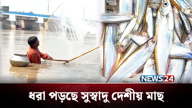 তিস্তায় ধরা পড়ছে সুস্বাদু সব দেশীয় মাছ | Teesta | NEWS24