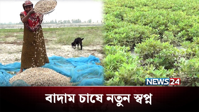 যমুনা নদীর চরের অনাবাদী জমিতে বাদাম চাষে নতুন স্বপ্ন | Agriculture | NEWS24