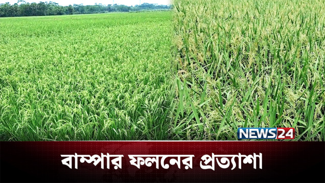 লক্ষ্যমাত্রার চেয়েও বেশি জমিতে বোরো চাষ, বাম্পার ফলনের প্রত্যাশা | Agriculture | NEWS24