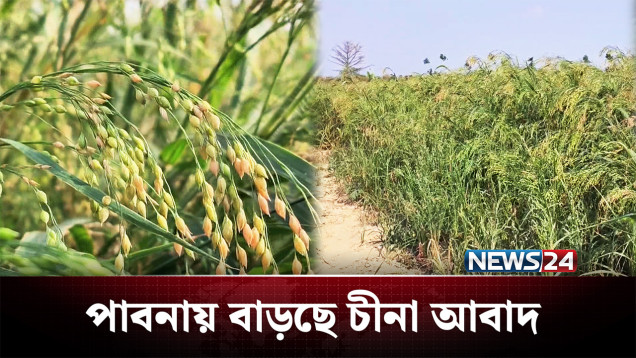 খরচ কম হওয়ায় পাবনায় বাড়ছে চীনা আবাদ | Agriculture | NEWS24