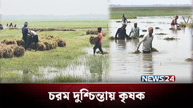 শ্রমিক সংকটে জমিতেই নষ্ট হচ্ছে ধান | Agriculture | NEWS24