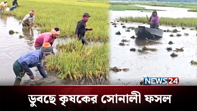 টানা বর্ষণে হাওরে ডুবেছে কৃষকের সোনালী ফসল | Agriculture | NEWS24