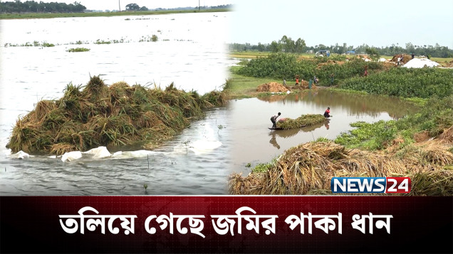 চোখের সামনেই পানির নিচে তলিয়ে গেলো সোনালী ফসল | Agriculture | NEWS24