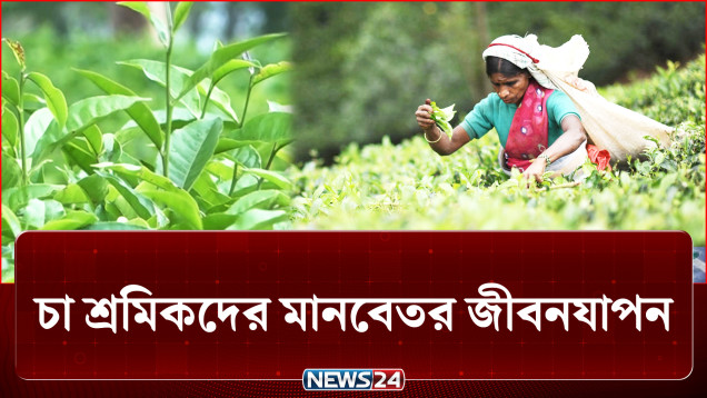 চা বাগান: দেখতে যত সুন্দর, এর ভেতরের গল্পটা ততটাই কষ্টের | Tea Labour | NEWS24