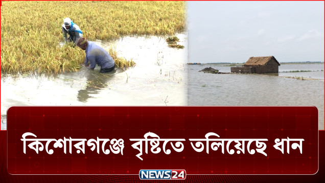 পানিতে তলিয়েছে কৃষকের স্বপ্ন, কপালে চিন্তার ভাঁজ! | Agriculture | NEWS24