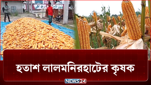 ঋণ করে চাষ করেও লাভের মুখ দেখছেন না কৃষকরা | Lalmonirhat Corn | NEWS24