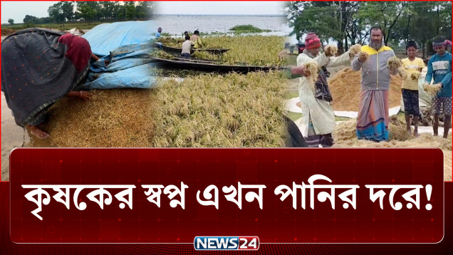 পানি নামলেও কাটেনি হাহাকার: কৃষকের স্বপ্ন এখন পানির দরে! | Agriculture | NEWS24