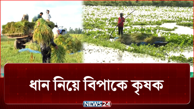 পানিতে তলিয়েছে পাকা ধান, বিপাকে কৃষক | Agriculture | NEWS24