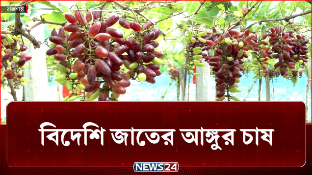 জনপ্রিয় হচ্ছে রাশিয়ান বাইকুনুর জাতের আঙ্গুর চাষ | Grape | News24