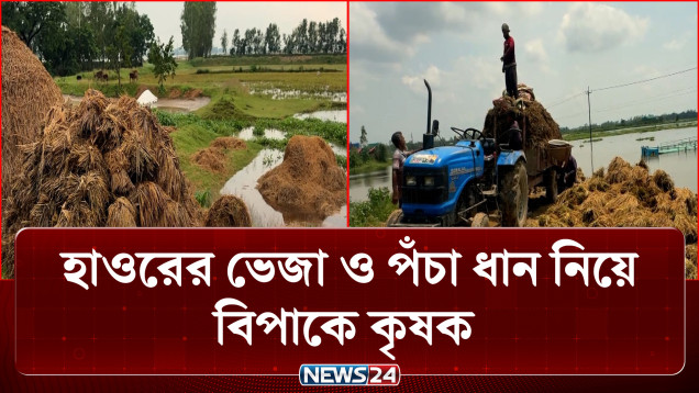 হাওরের ভেজা ও পঁচা ধান নিয়ে বিপাকে কৃষক | Habiganj | News24