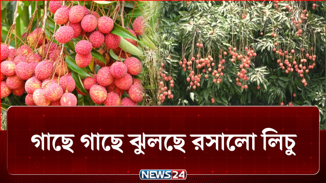 বাজারে আসার অপেক্ষায় লাল টুকটুকে রসালো লিচু! | Lichu | NEWS24