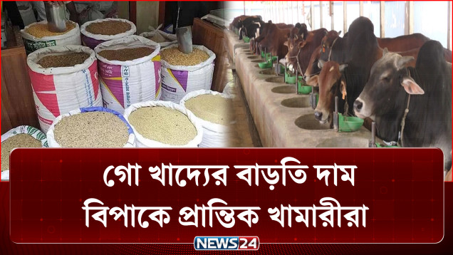 গবাদি পশুর খাদ্যের দাম বেশি হওয়ায় বিপাকে প্রান্তিক খামারীরা | News24