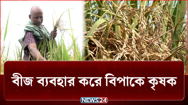 একই জমিতে কয়েক ধরনের ধান গাছ হওয়ায় বিপাকে কৃষক | Agriculture | NEWS24