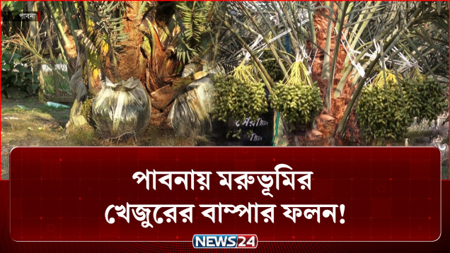 মরুভূমির ফল এখন পাবনার মাটিতে | Pabna | NEWS24
